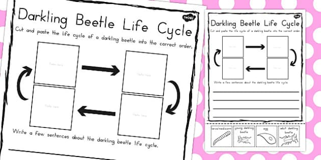 Darkling Beetle Life Cycle Sentence Writing Activity