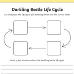 Darkling Beetle Life Cycle Sentence Writing Activity