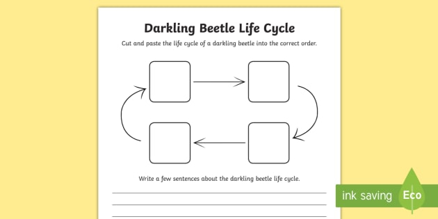 Darkling Beetle Life Cycle Sentence Writing Activity