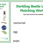 Darkling Beetle Life Cycle Word And Picture Matching Worksheet