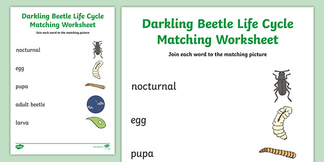 Darkling Beetle Life Cycle Word And Picture Matching Worksheet