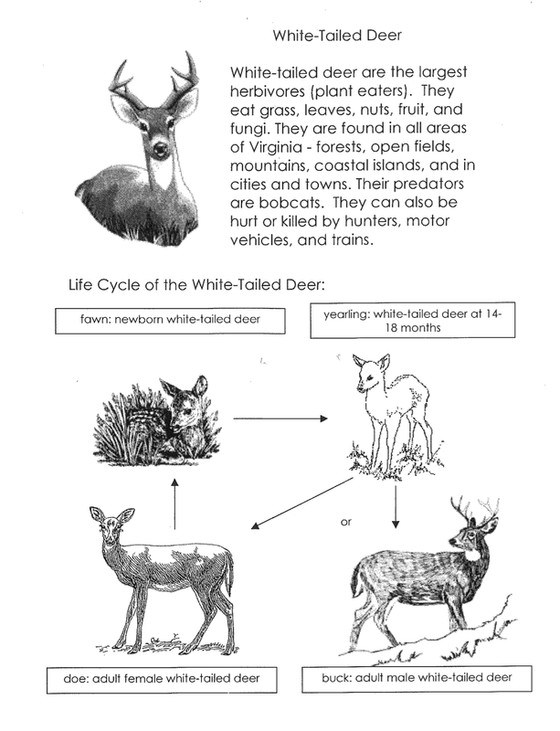 Day 3 Introduction To White Tailed Deer Life Cycles Elementary Life