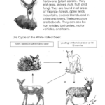 Day 3 Introduction To White Tailed Deer Life Cycles Elementary Life