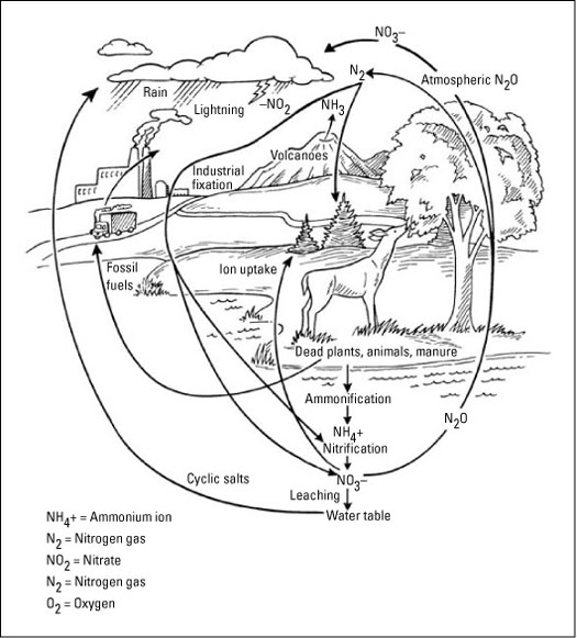 Discovering The Biogeochemical Cycles Dummies