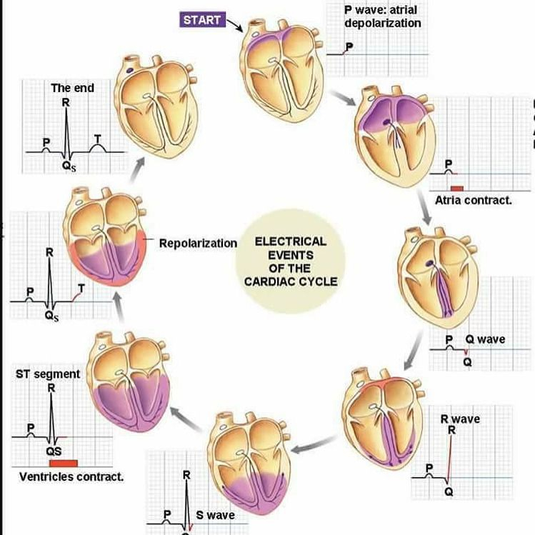 Doctordconline The Cardiac Cycle Refers To The Sequence Of Mechanical 