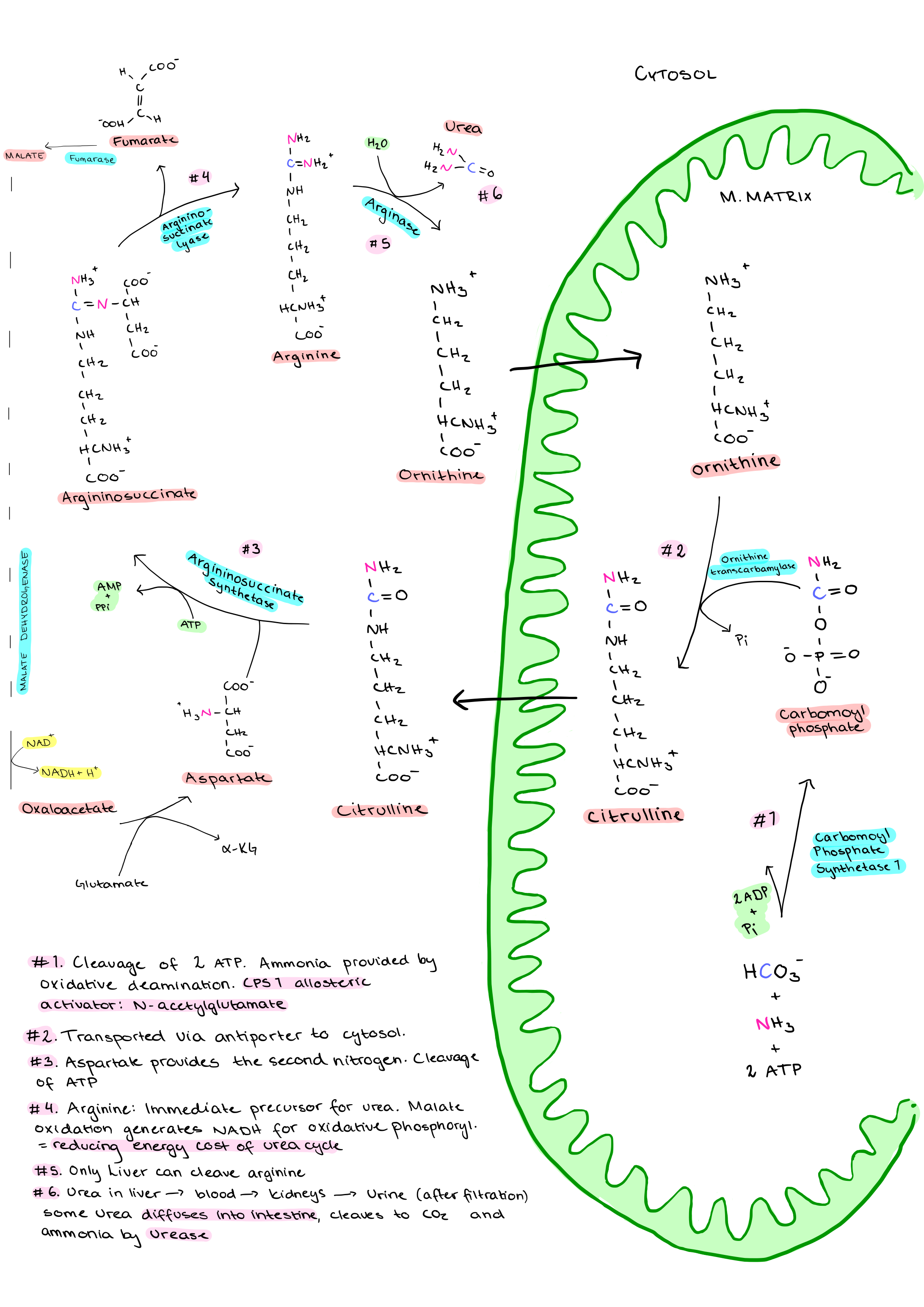 Does Kidney Produce Urea Kidneyoi