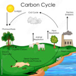 Education Chart Of Biology For Carbon Cycle Diagram Buy This Stock