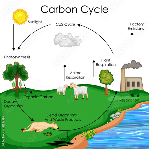 Education Chart Of Biology For Carbon Cycle Diagram Buy This Stock 