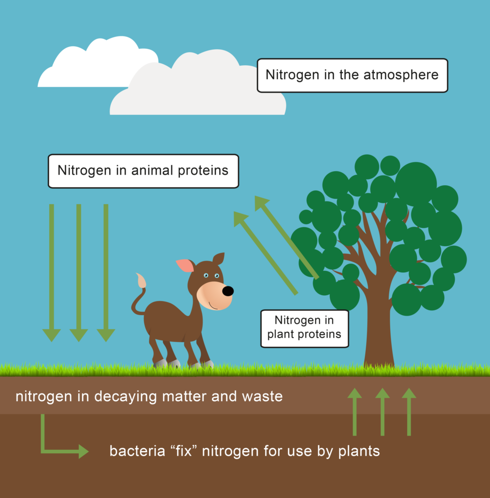 Energy Transfer And The Carbon Cycle Worksheet EdPlace