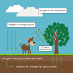 Energy Transfer And The Carbon Cycle Worksheet EdPlace