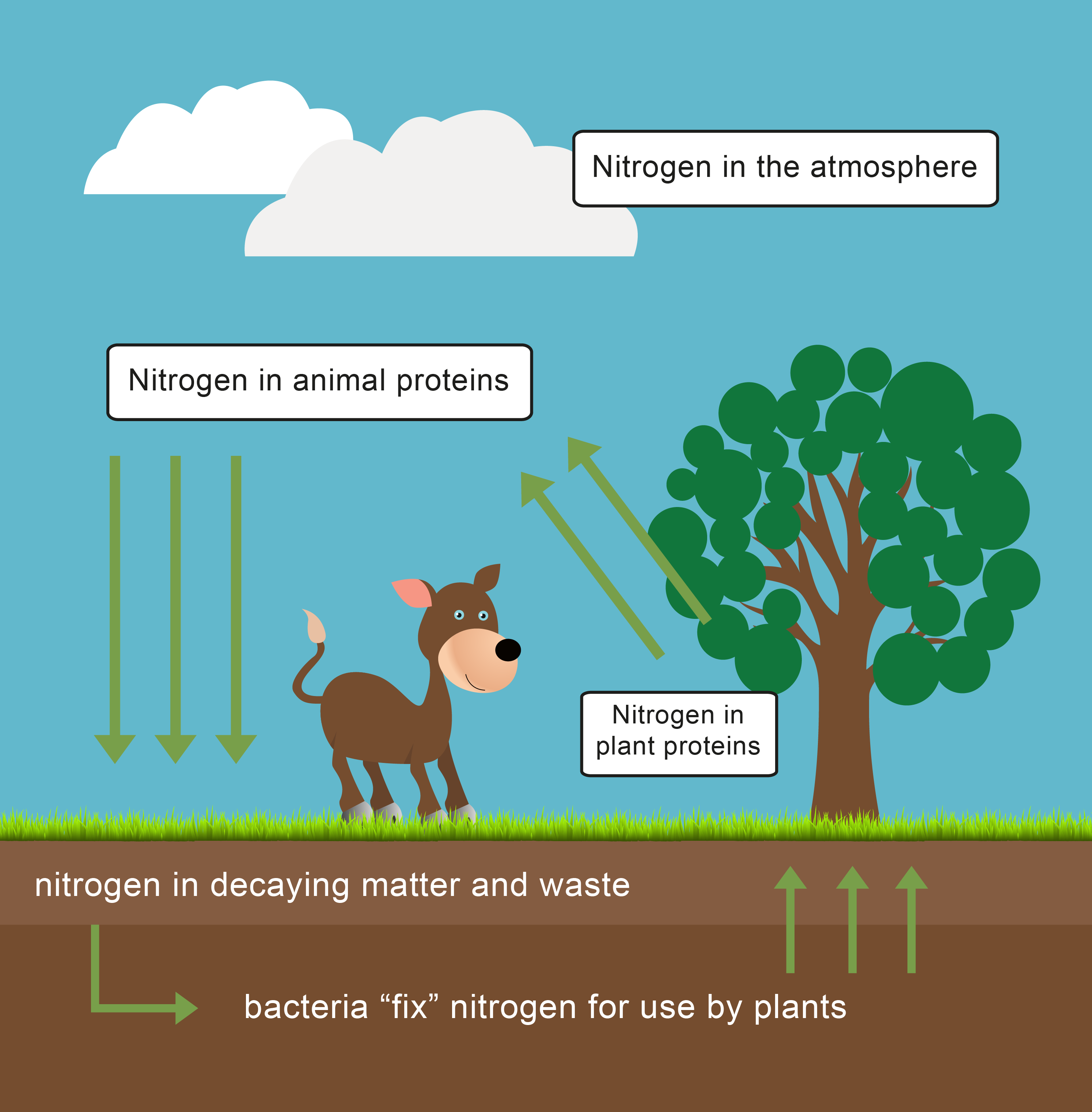 Energy Transfer And The Carbon Cycle Worksheet EdPlace