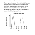 Enzyme Review Worksheet Answers Nidecmege