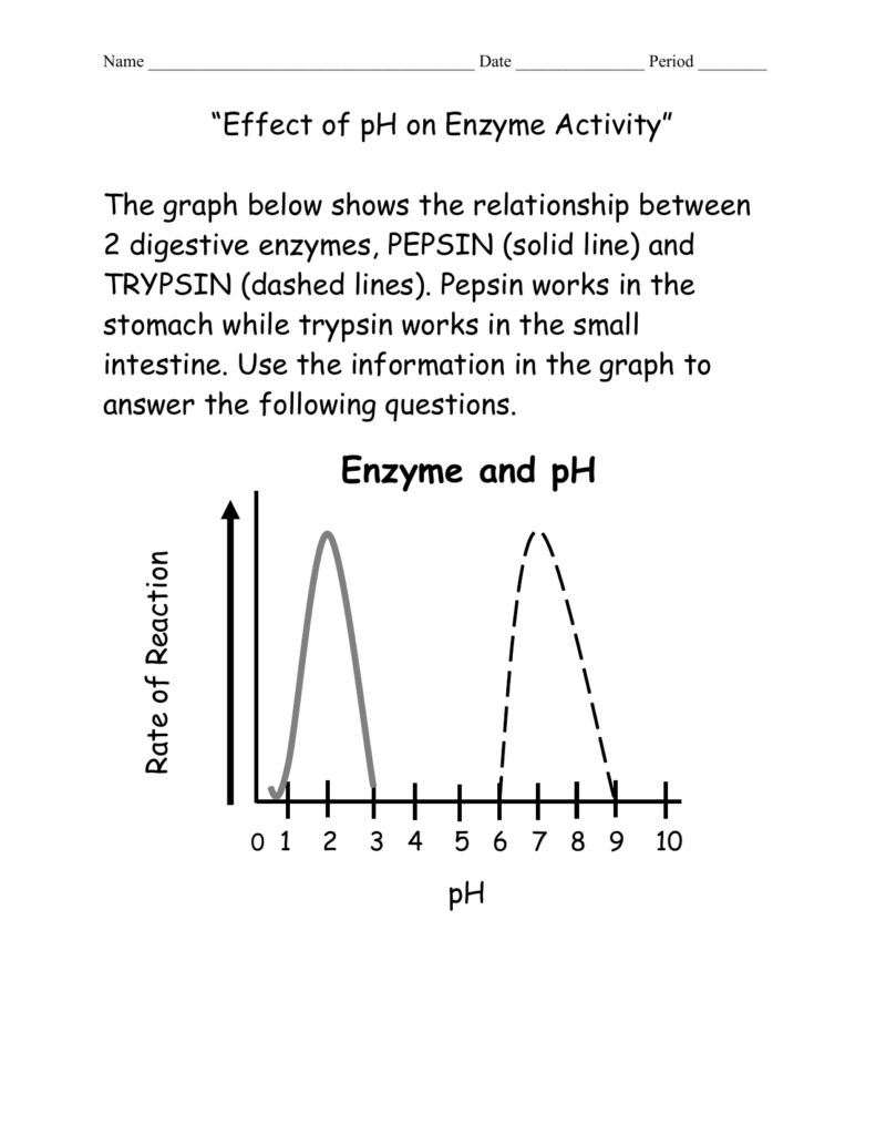 Enzyme Review Worksheet Answers Nidecmege