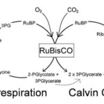 Everything You Need To Know About The Calvin Cycle BIOLOGY JUNCTION