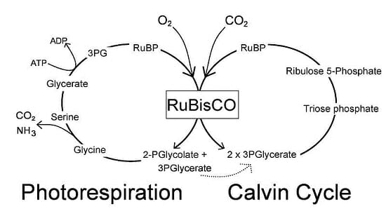 Everything You Need To Know About The Calvin Cycle BIOLOGY JUNCTION