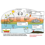 Explaining The Carbon Cycle With Diagrams And A Free Student Worksheet