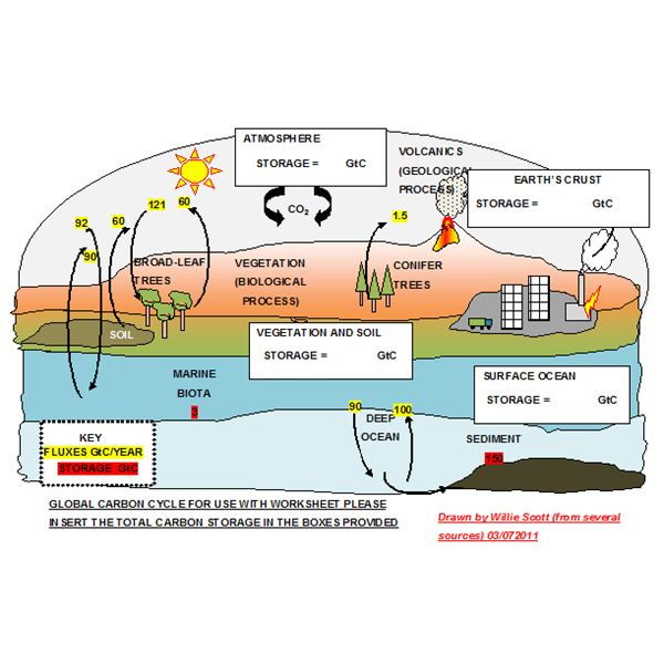 Explaining The Carbon Cycle With Diagrams And A Free Student Worksheet