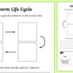 F 2 Silkworm Life Cycle Writing Worksheet Worksheet