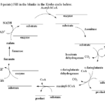 Fill In The Blanks In The Krebs Cycle Below Chegg