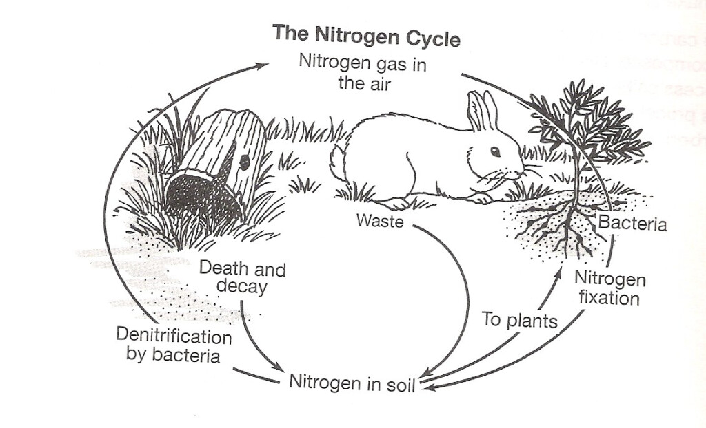 Fill In Water Cycle Diagram Handout Search Results Calendar 2015