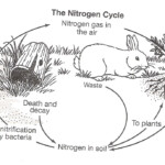 Fill In Water Cycle Diagram Handout Search Results Calendar 2015