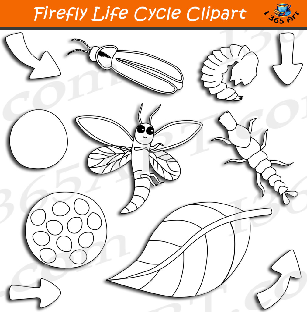 Firefly Life Cycle Clipart Graphics Bundle Clipart 4 School