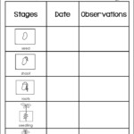 First Grade Fanatics Plant Life Cycles