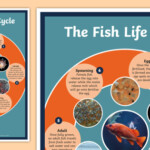 Fish Life Cycle A4 Display Poster Fish Life Cycle Display Poster