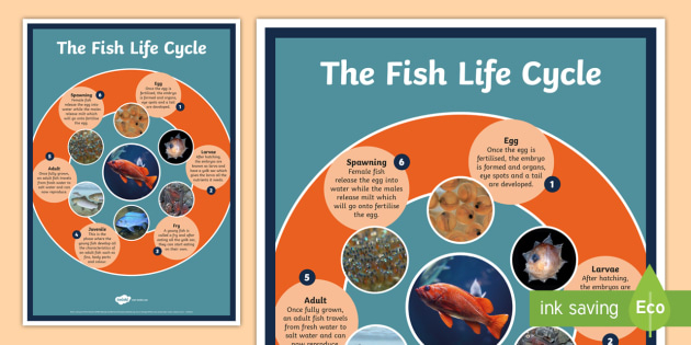 Fish Life Cycle A4 Display Poster Fish Life Cycle Display Poster