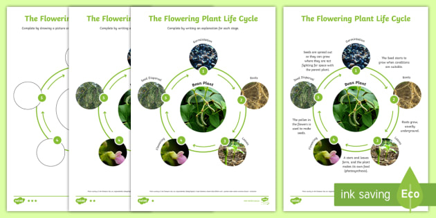 Flowering Plant Life Cycle Science Animals KS2 Seed