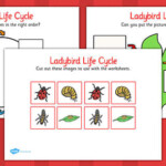 FREE Ladybird Life Cycle Worksheets KS1 Life Process Activities