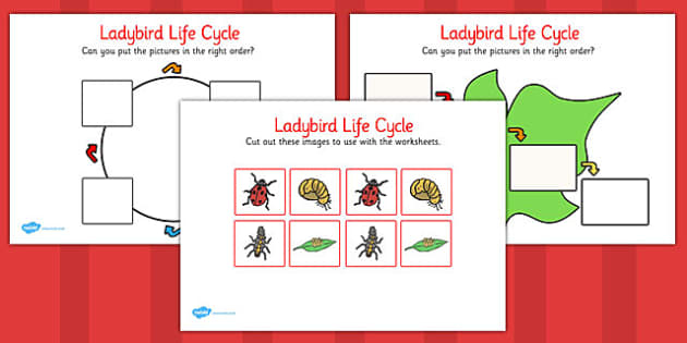 FREE Ladybird Life Cycle Worksheets KS1 Life Process Activities