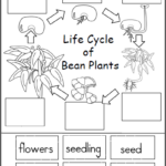 Free Life Cycle Of A Bean Plant Activity Made By Teachers