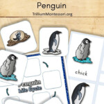 Free Printable Life Cycle Of A Penguin Trillium Montessori Life