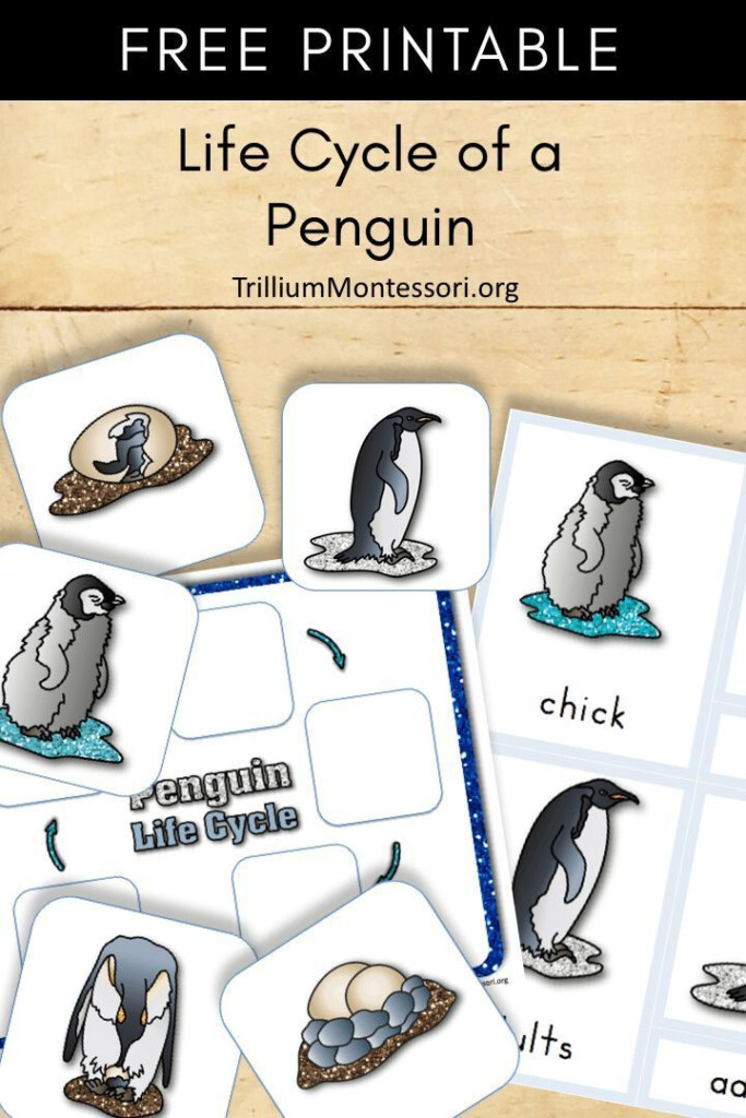 Free Printable Life Cycle Of A Penguin Trillium Montessori Life 