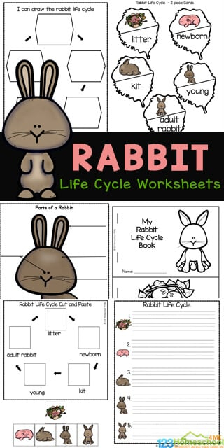  FREE Rabbit Life Cycle Worksheets