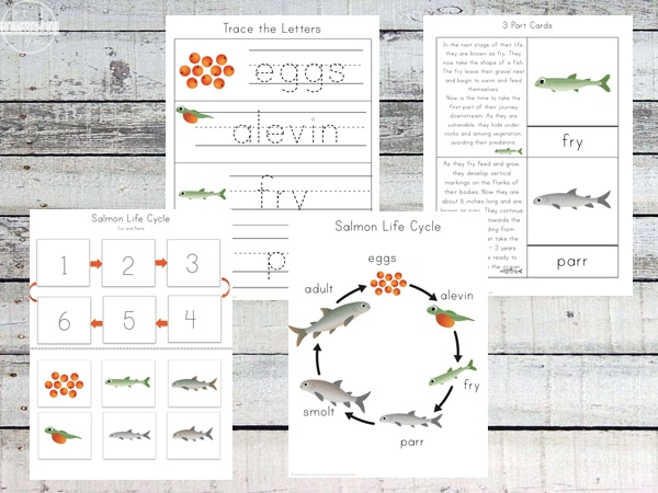 Free Salmon Life Cycle Printable Pack Free Homeschool Deals