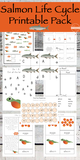 FREE Salmon Life Cycle Worksheets