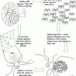 Free Spider Life Cycle Worksheet Spider Lessons Life Cycles Spider Fact