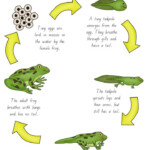 Frog Life Cycle Activity Pack Frog Life Lifecycle Of A Frog Life Cycles