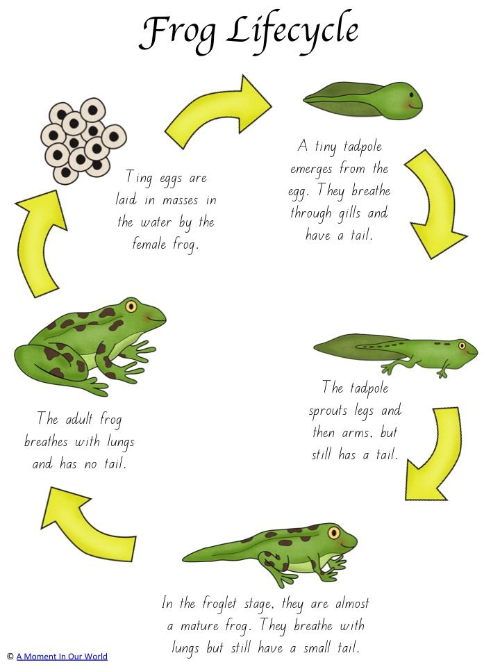 Frog Life Cycle Activity Pack Frog Life Lifecycle Of A Frog Life Cycles