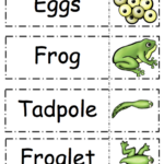 Frog Life Cycle Printable Frog Life Cycle Printable Life Cycles