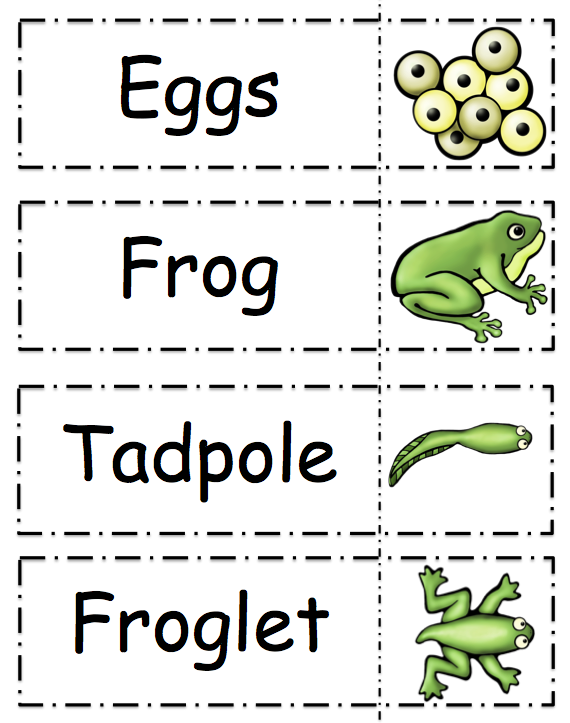 Frog Life Cycle Printable Frog Life Cycle Printable Life Cycles 