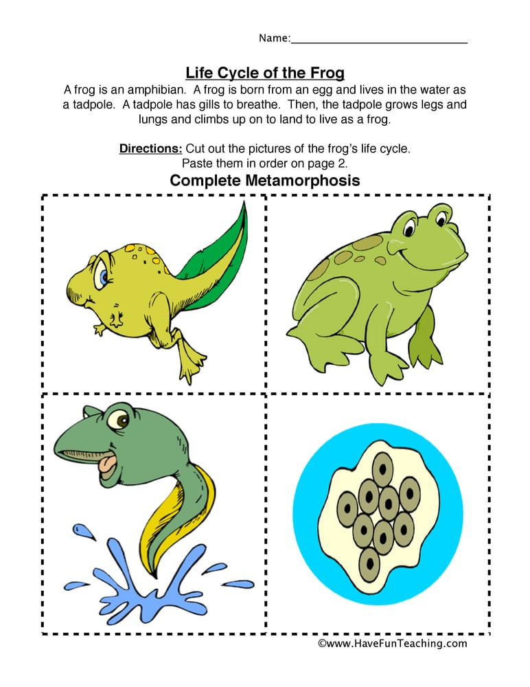 Frog Life Cycle Worksheet Have Fun Teaching