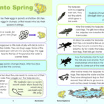 Frog s Life cycle Read And Do KS1 Nature