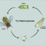 Fruit Fly Life Cycle Science Project Education Life Cycles