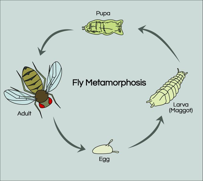 Fruit Fly Life Cycle Science Project Education Life Cycles 