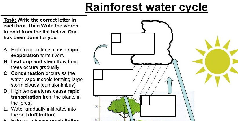 GCSE 9 1 Ecosystems And Rainforests By ReallyGoodGeography Teaching 