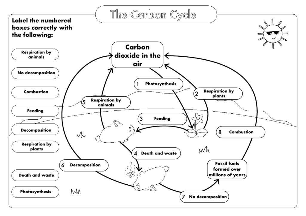 GCSE Biology Carbon Cycle Worksheets And A3 Wall Posters UPDATED 