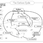 GCSE Biology Carbon Cycle Worksheets And A3 Wall Posters UPDATED